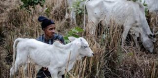 Governors who fail to enact, enforce Anti-Grazing Laws in Southeast, South South “enemy of our people,” says ADF, coalition of Igbo groups