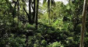 Need For Effective Management Of Forest Areas To Check Terrorism And Other Crimes