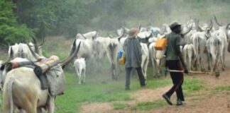 Desist From Giving Ethnic Colouration To Crime, FG Warns Nigerians