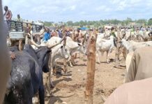 Troops Recover Over 2,400 Rustled Livestock After Clash with Terrorists in Zamfara