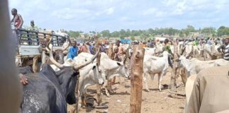 Troops Recover Over 2,400 Rustled Livestock After Clash with Terrorists in Zamfara