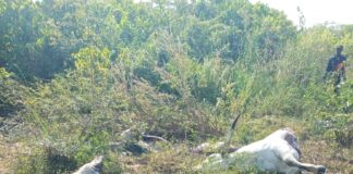 killings of 259 cattle spark rising tension as attack on herders escalate across Gwer West, Guma in Benue