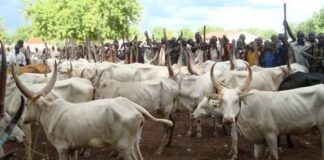 Troops Recover 225 Rustled Cattle, Repel Bandits in Katsina