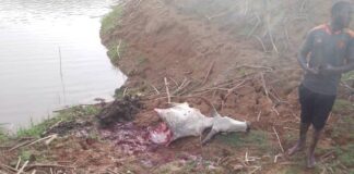 Berom youths poison Nine cattle in unprovoked attack on herders in Barkin Ladi Plateau