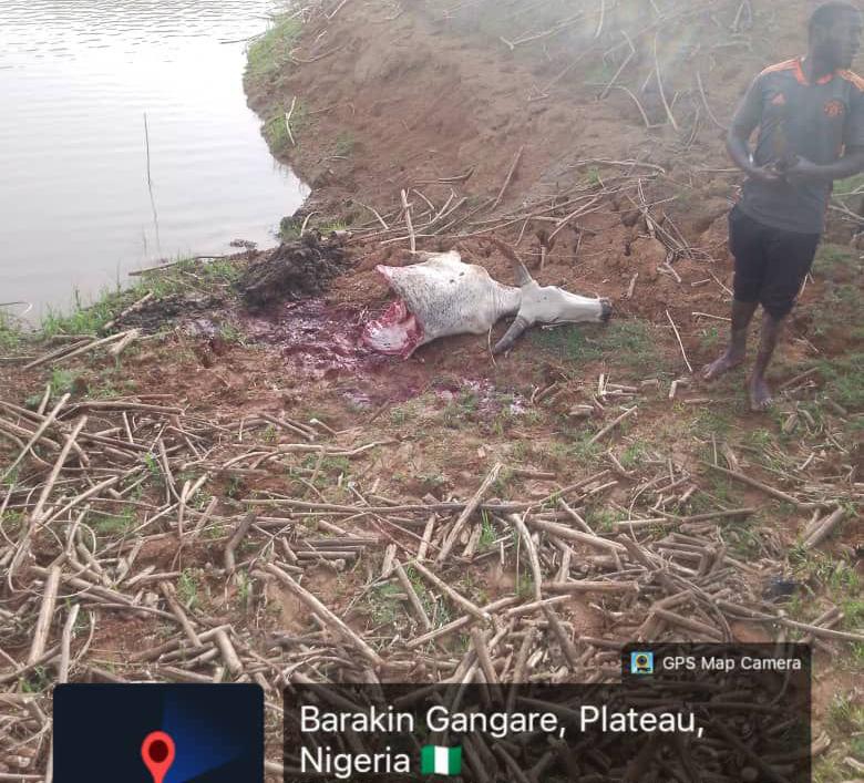 Berom youths poison Nine cattle in unprovoked attack on herders in Barkin Ladi Plateau