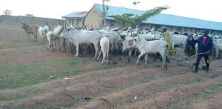 Troops intercept herder grazing in restricted area in Plateau