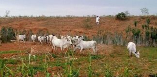 Another Fulani Herder Missing as Cattle Found Roaming Farmland in Riyom