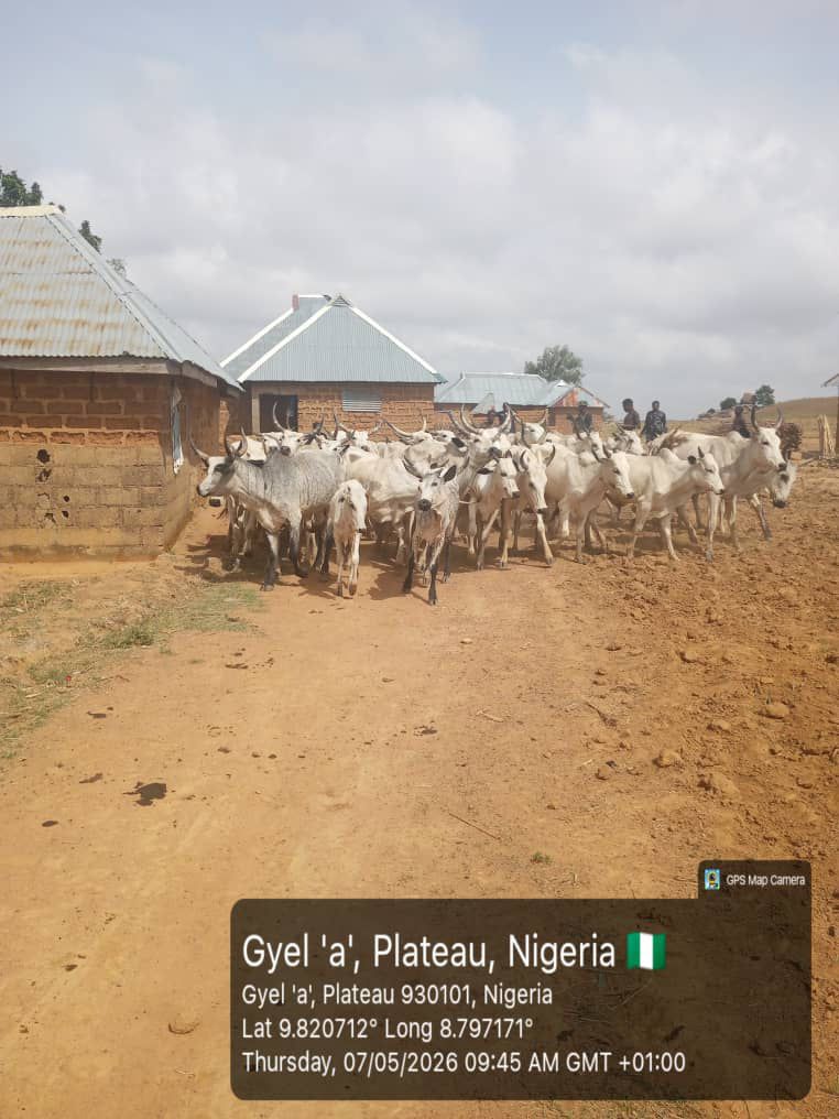 Troops recover 34 cattle after alleged farm destruction in Plateau community