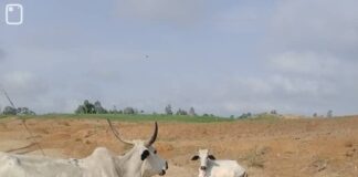 Tension in Riyom as Herdsman Reportedly Missing in suspected cos rustling Incident