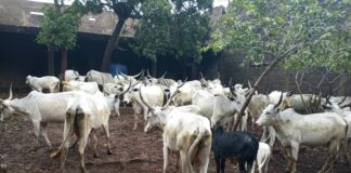 Troops recover 39 cattle after the owner alleged to have been killed by rustlers in Mangu, Plateau
