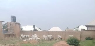 Troops Intervene in Farm Destruction Incident in Plateau, Move for Peaceful Resolution