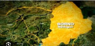 Troops Arrest Suspected Cattle Rustlers in Damboa, Borno