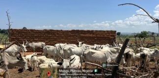 Troops Intercept 50 Livestock for Illegal Grazing in Mangu Plateau
