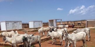 Troops Recover 61 Cattle During Anti-Kidnapping Raid in Plateau