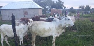 Operation Enduring Peace intervenes in farmland grazing dispute, parties reach amicable settlement in Plateau