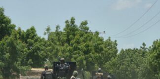 Troops recover 41 rustled cattle, foil rustling operation in Plateau