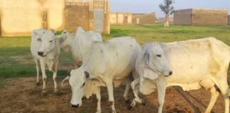 Troops Recover 56 Rustled Livestock After Foiling Terrorists’ Attack in Katsina