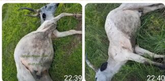 Suspected Berom Militia Shoot Eight Cattle in Attack on Herdsman in Plateau