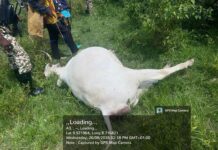 Berom militia allegedly kill 21 cows in targeted attack in Riyom, Plateau
