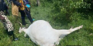 Berom militia allegedly kill 21 cows in targeted attack in Riyom, Plateau