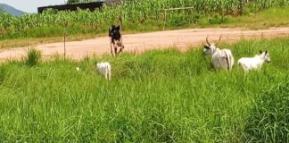 Troops intercept four cattle after foiled attack on Manja community in Plateau
